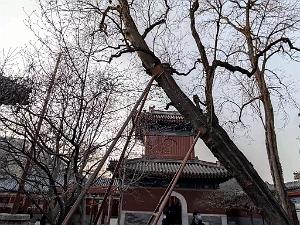 2023 02 05  PEKIN - WANSHOU TEMPLE LONGEVITE BIENVEILLANCE (9)
